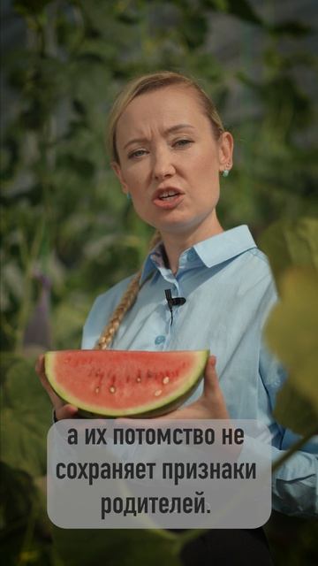 Можно ли в следующем сезоне рассчитывать на семена своих арбузов?