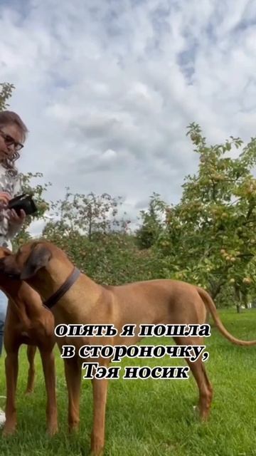 КАК БЫСТРО НАУЧИТЬ СОБАЧЕК ЛЮБИТЬ НАМОРДНИК✨