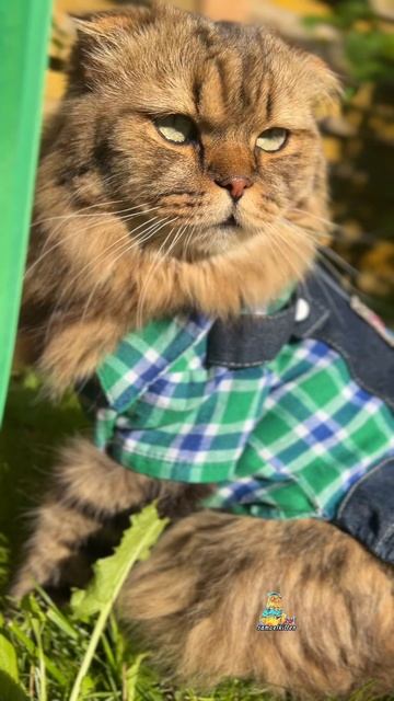 Как же хорошо на природе!🌿😻 #котики #природа #котик