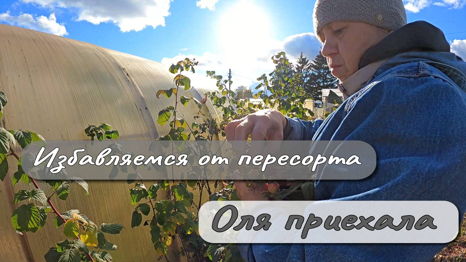 Избавляемся от пересорта Оля приехала