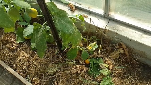 Что не удалось вырастить в этом году. #дача #огород