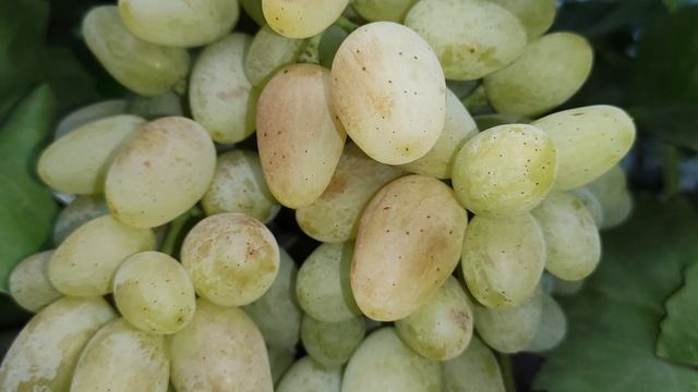 УНИКАЛЬНАЯ НОВИНКА ОТ КАЛУГИНА!!!🍇🍇🍇 Telegram, WhatsApp и Vlber +79528500417. ТЕЛ.+79054033245.