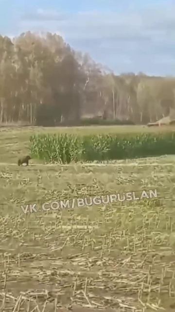 Встретили медведя в Оренбуржье село Каменногорское Северного района