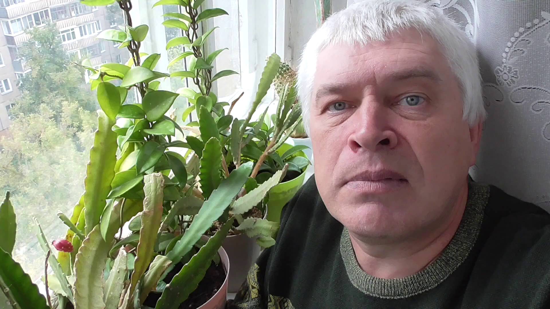 Геннадий Горин. Видео про плод на кактусе, лесной кактус эпифиллум