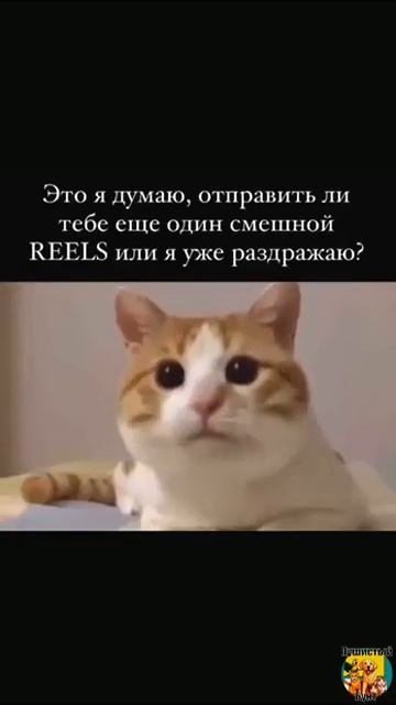 Клип @meowtaverse