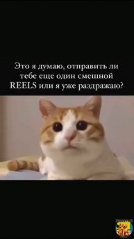Клип @meowtaverse