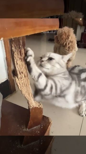 Разрушительный кот кот смешнойкот кошки смешноевидео