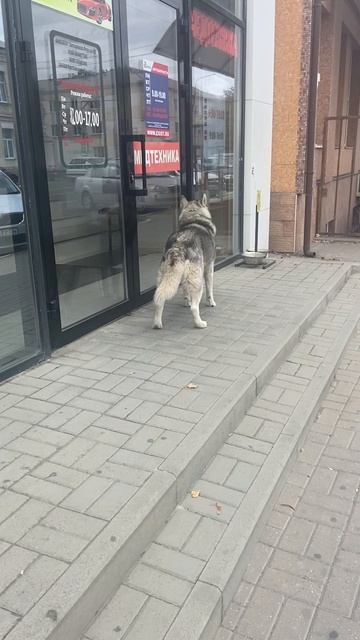 Бродит. Хаски по городу