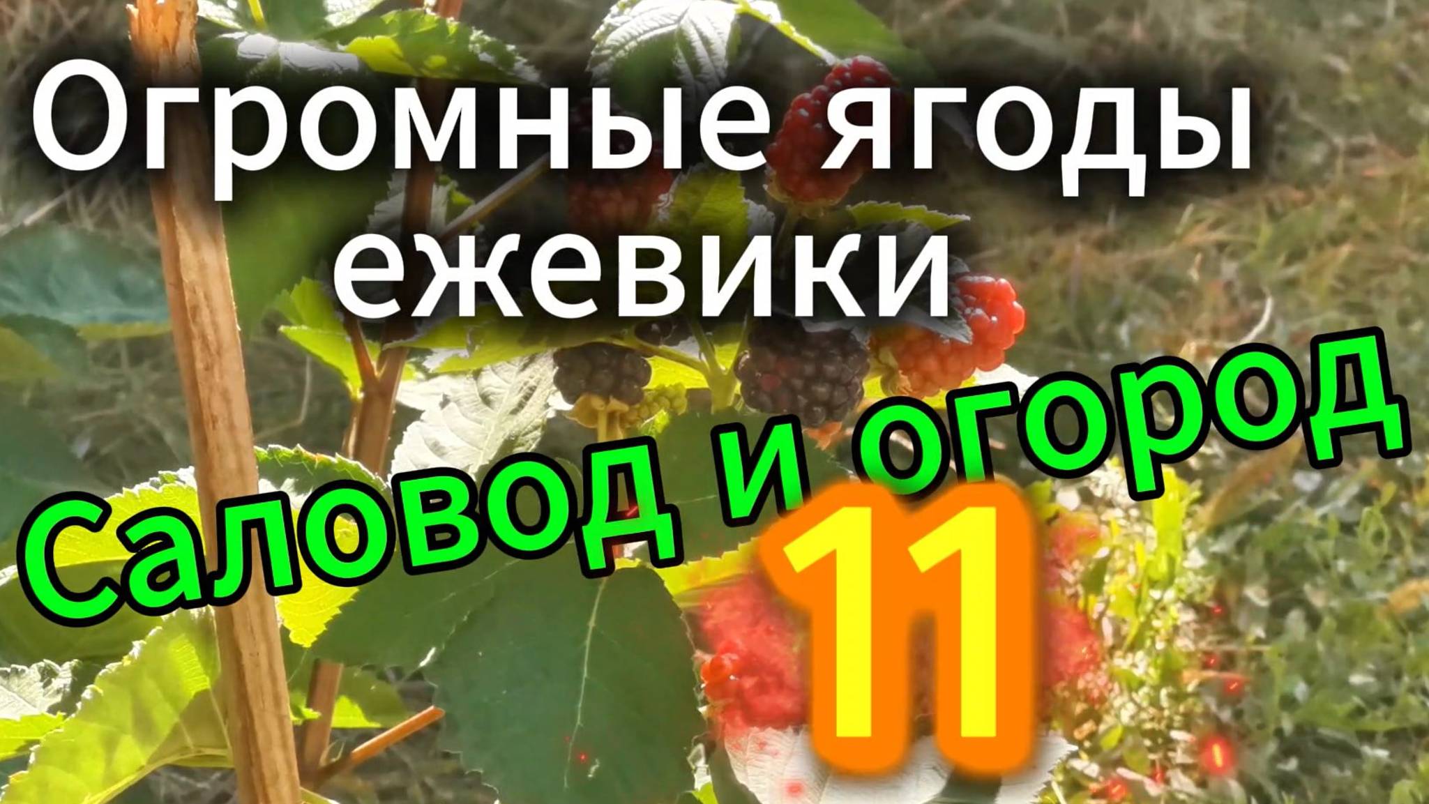 Огромные ягоды ежевики. Садовод и огород 11