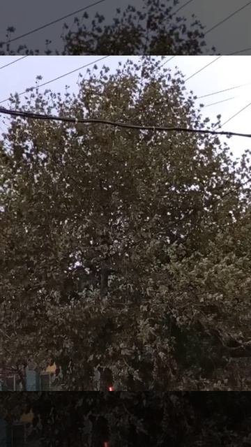 1000089756.mp4