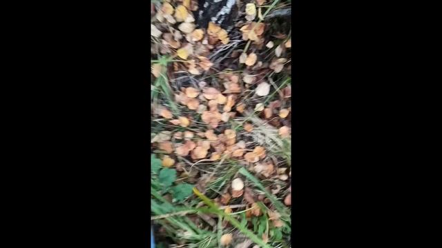 решу сделай бесхожный кожный лагерь