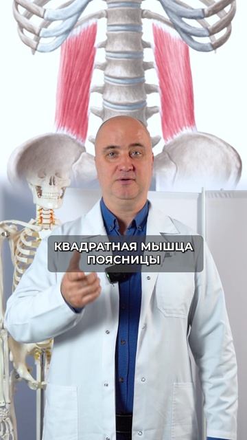 3 мышцы, из-за которых болит спина
