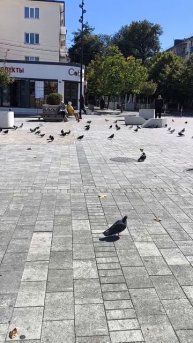 площадь с голубями
