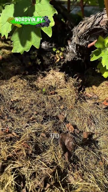 Обзор винограда Красотка. #виноград #сортавинограда #виноградарство #виноградкрасотка #виноградвбела