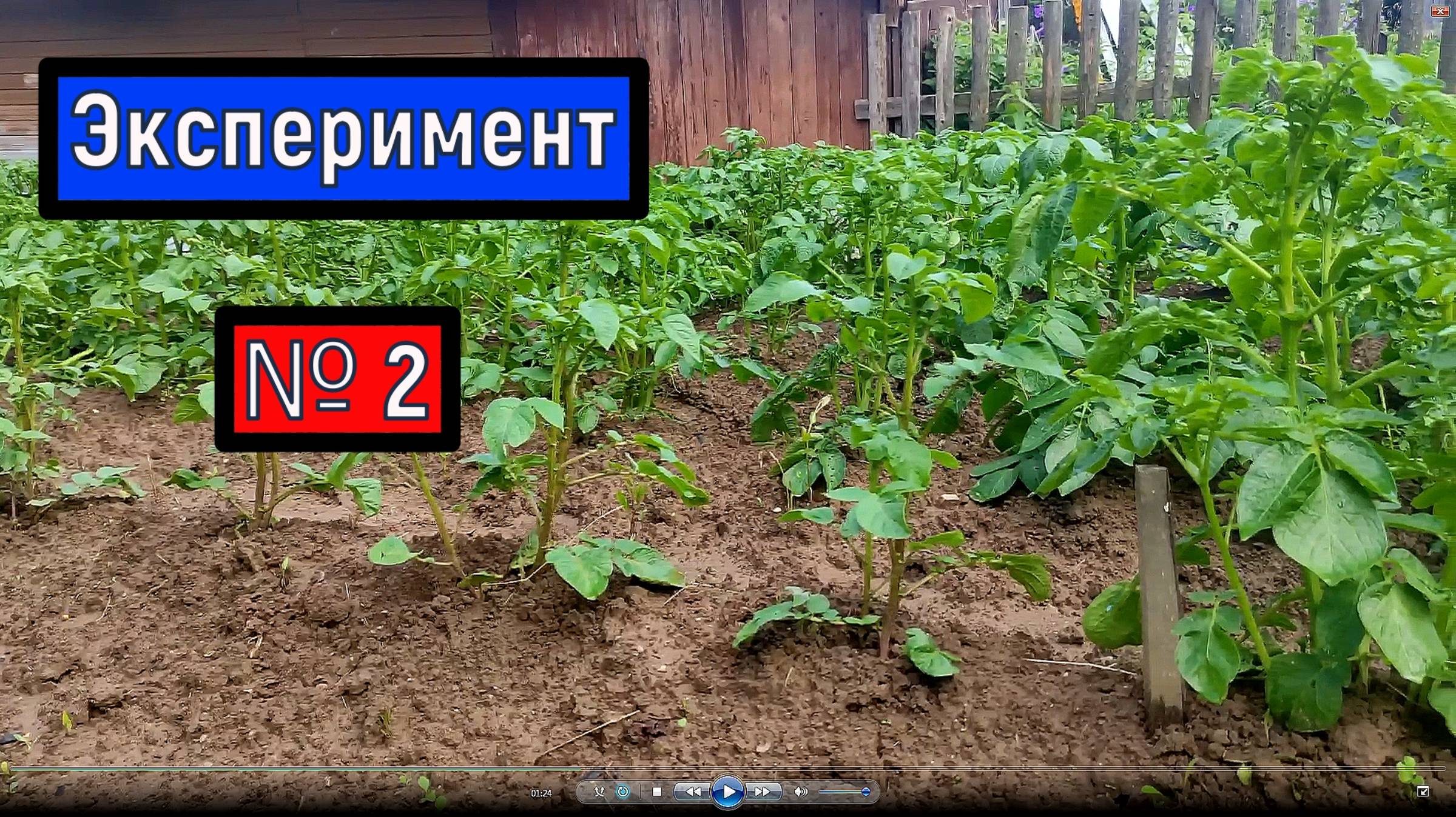 Эксперимент с картошкой № 2 Картофель на четверть