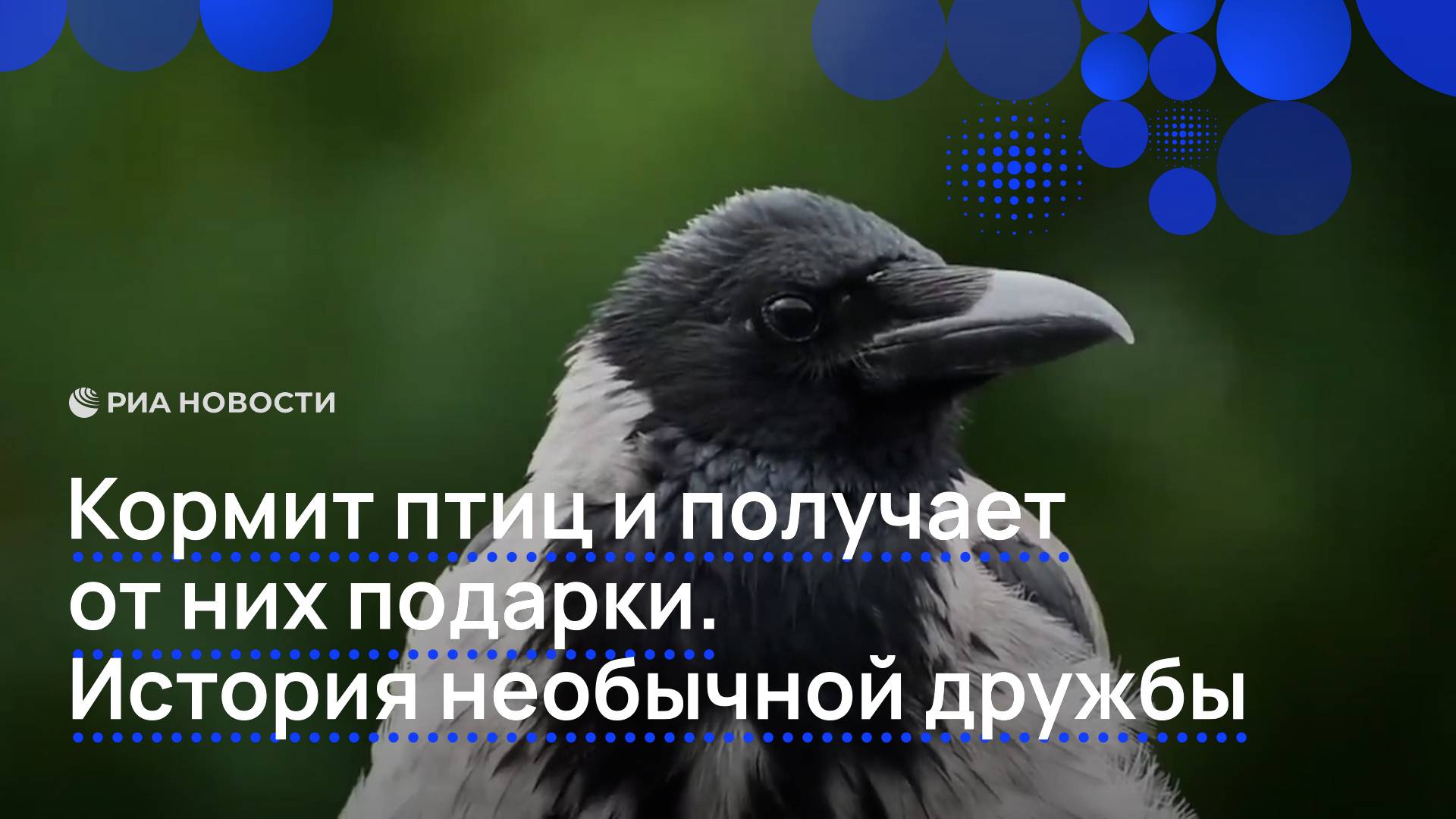 Кормит птиц и получает от них подарки. История необычной дружбы