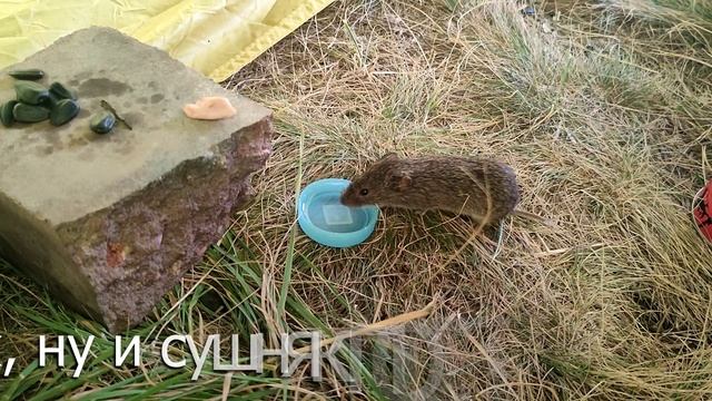 Мышиная столовая