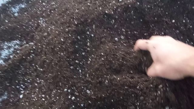 Подготовка лунок и грунта к пересадке клубники