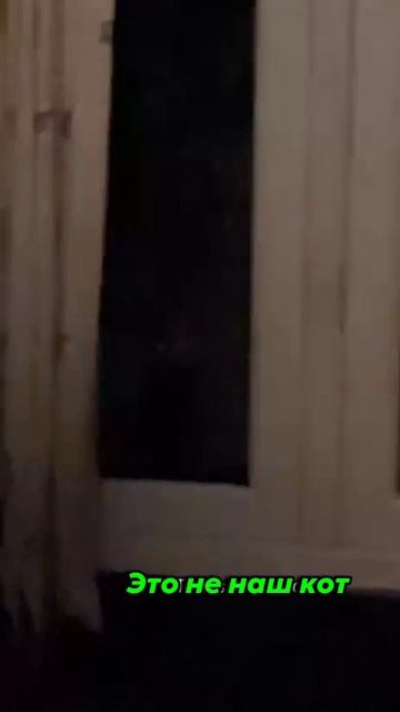 кот из фильма ужасов