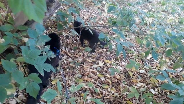 На прогулке котики.