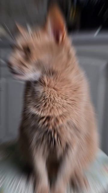 Котиков любят все