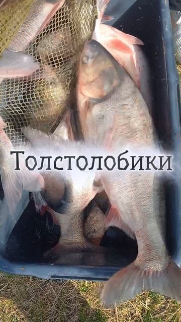 Рыбалка на Толстолобика шикарные хорошие