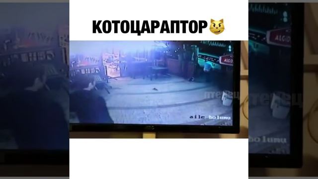 Котоцараптор