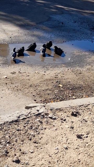 Банный птичий день.