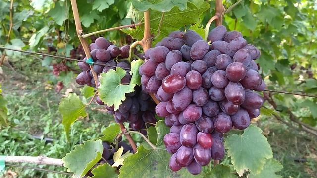 Гф Урум селекции Балабанова А. Ф очень урожайный виноград.