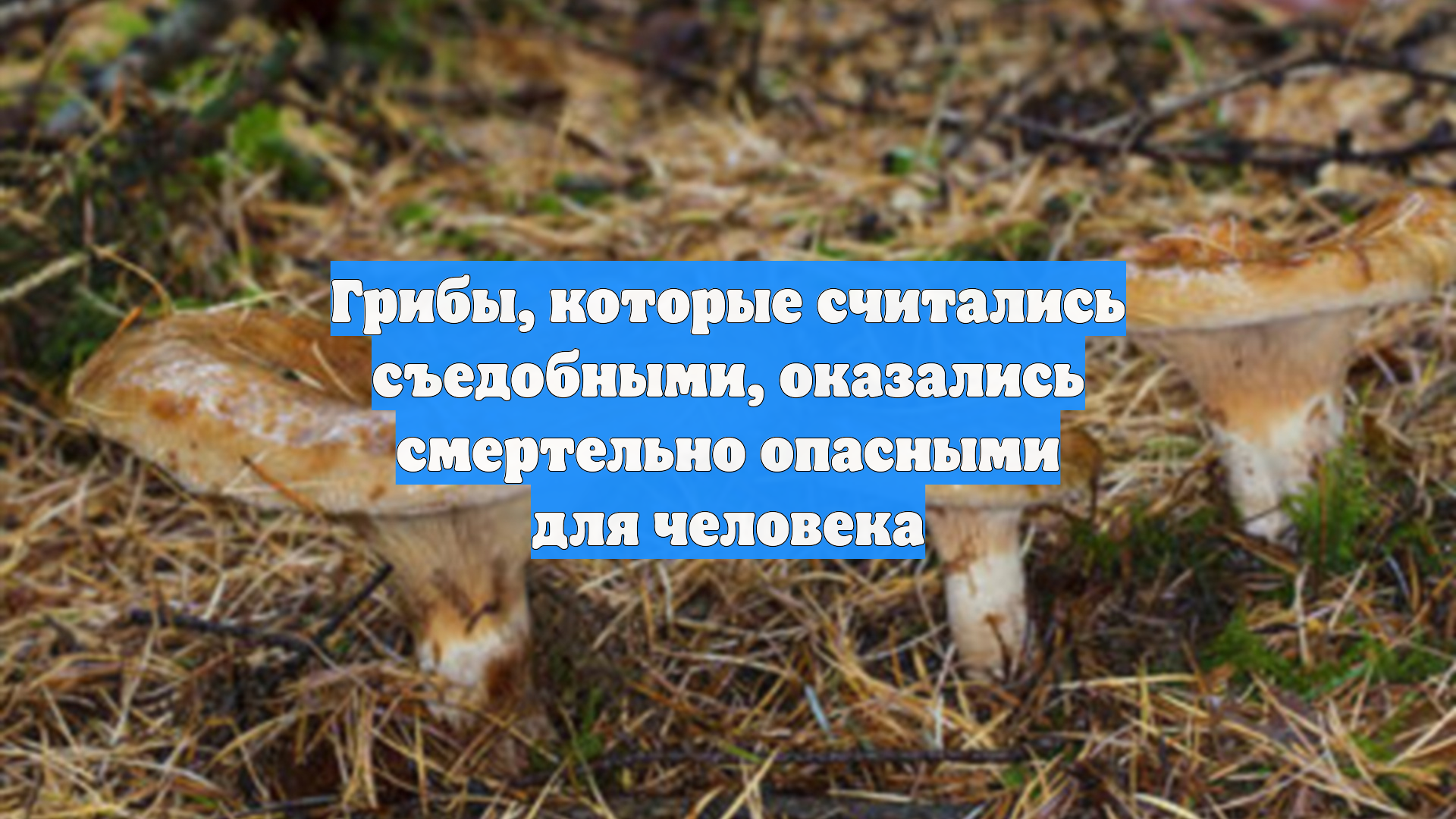 Грибы которые считались съедобными оказались смертельно опасными для человека