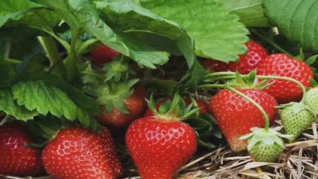 Что нужно сделать осенью для хорошего урожая клубники