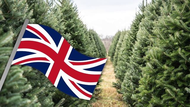 🎄 The History of Christmas Trees for Kids _ Where Christmas Trees Come From _ Twinkl USA