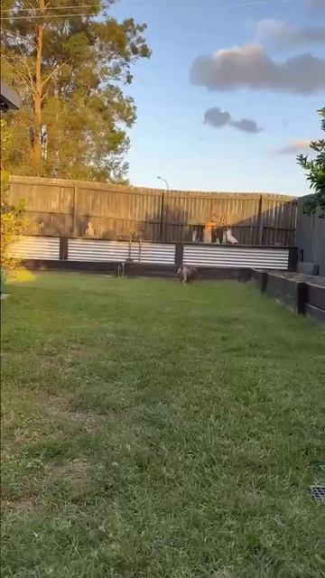 отличная стрижка для собаки