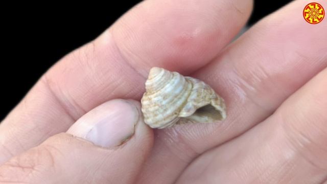 Гастропода 5-25 млн. лет и фрагмент кости
🔥🔥🔥