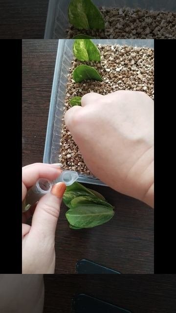 1000215705.mp4