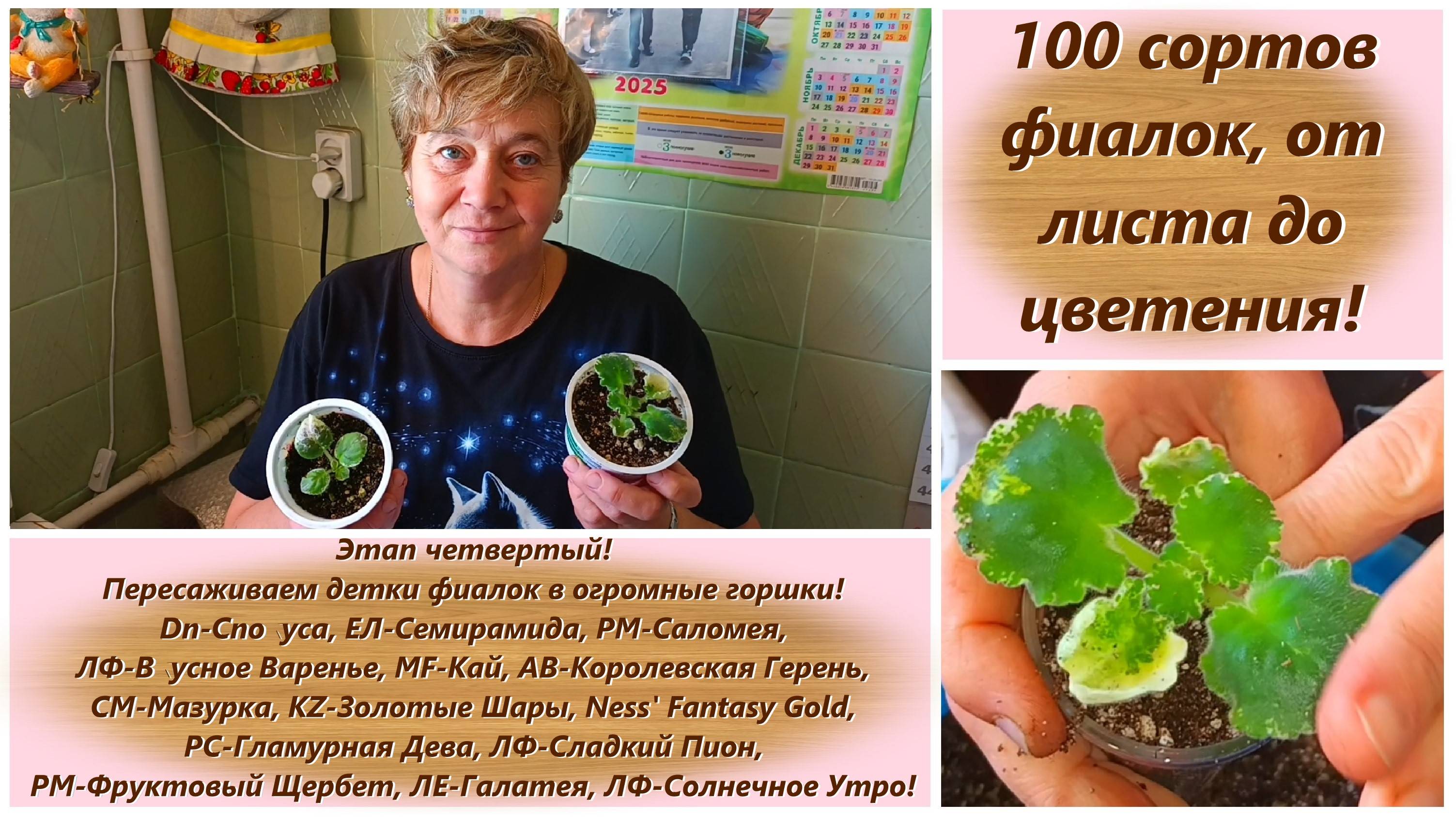 100 сортов фиалок, от листа до цветения! Этап четвертый! Пересаживаем детки фиалок в огромные горшки