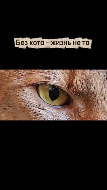 Не думать о котиках - невозможно 😂 #смешнойкот