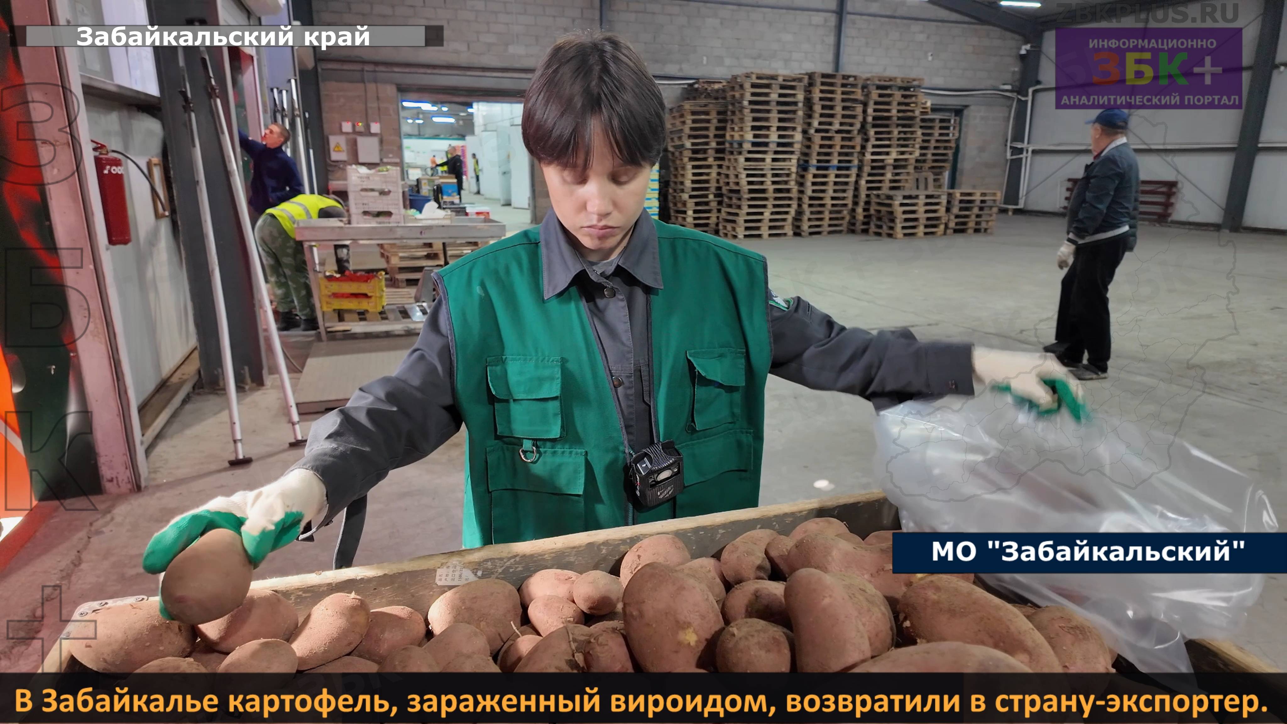 ЗБК  Картофель зараженный карантинным вироидом  возвращен в страну-экспортер