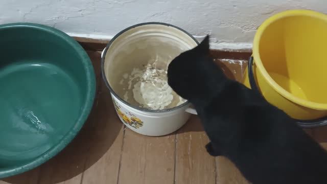 кот Марик. Ест рычит и шипит, пьёт и чвакает.