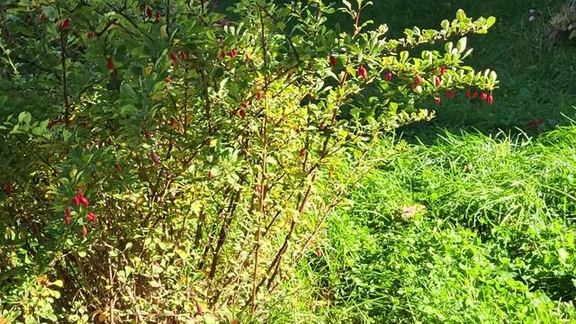 Коты в день осеннего равноденствия. Cats On The Day Of The Autumn Equinox