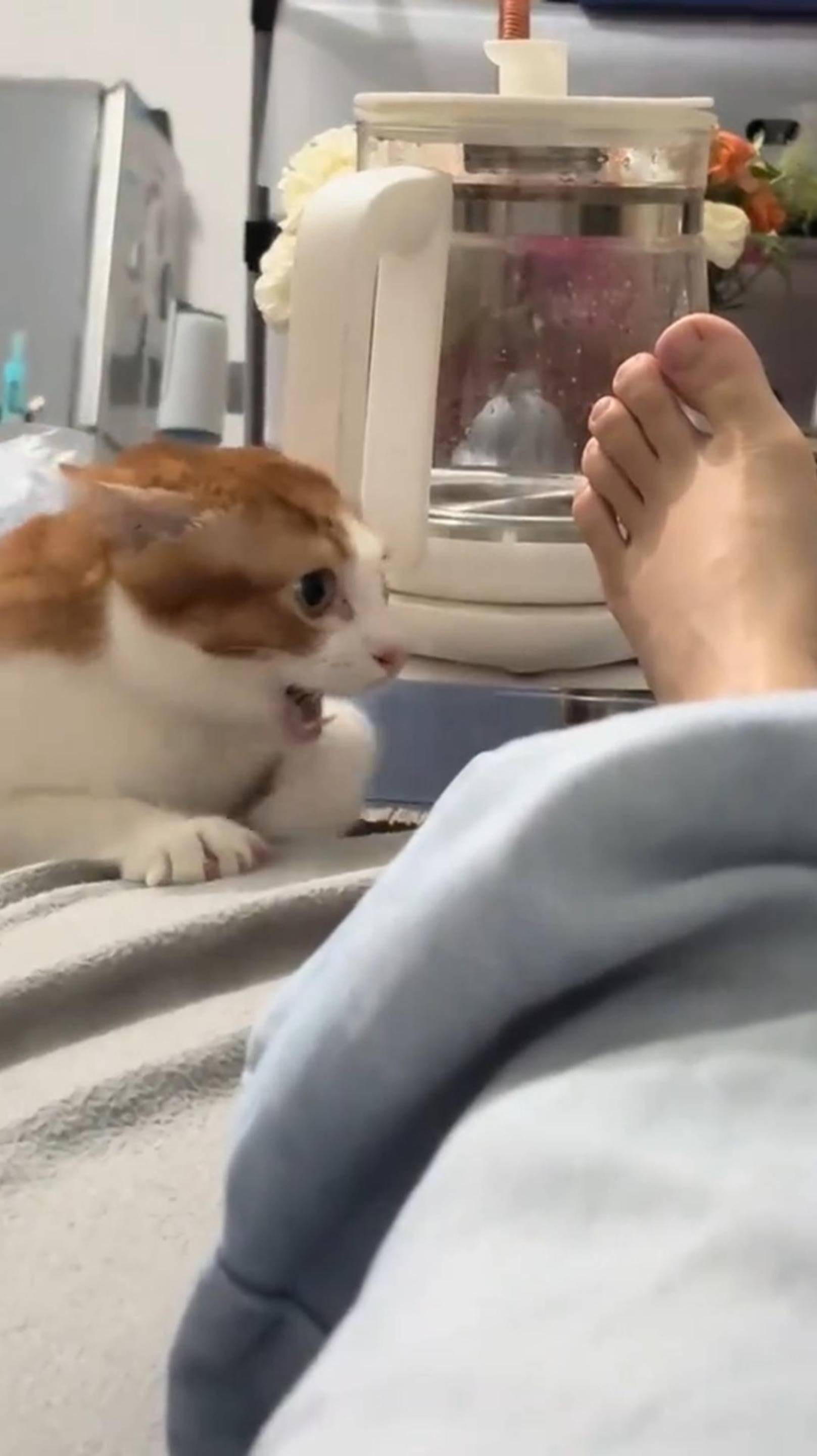 😎 Я МУЖИК 🙀 МОЁ СОКРОВИЩЕ 🤩 ОЗВУЧКА СМЕШНОГО КОТА 🔥 #говорящийкот #озвучка #угараю