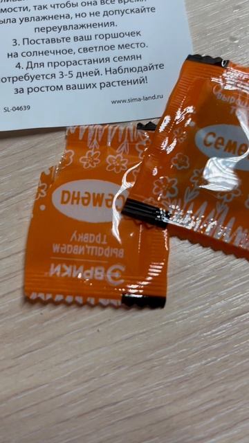Порадовала свою британскую шиншиллу