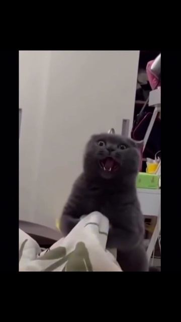 Это что за хищник