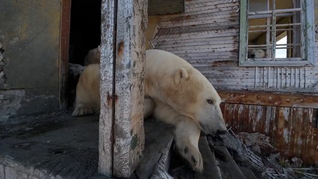 белые медведи «чиллят» на заброшеной метеостанции на Чукотке