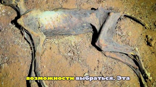 Мумии гепардов возрастом 4 тысячи лет нашли в Саудовской Аравии