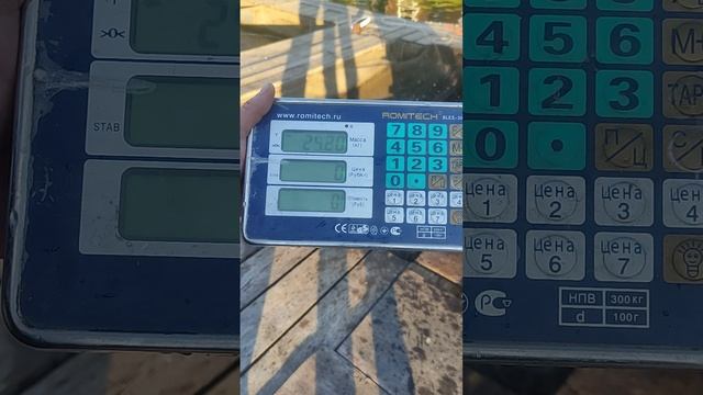 Стартовый запуск 100 кг.