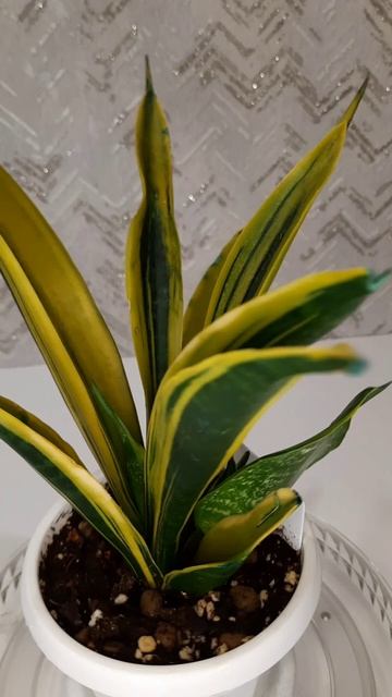 Сансевиерия Голд флейм Sansevieria Gold Fleim #sansevieria #сансевиерия #plants
