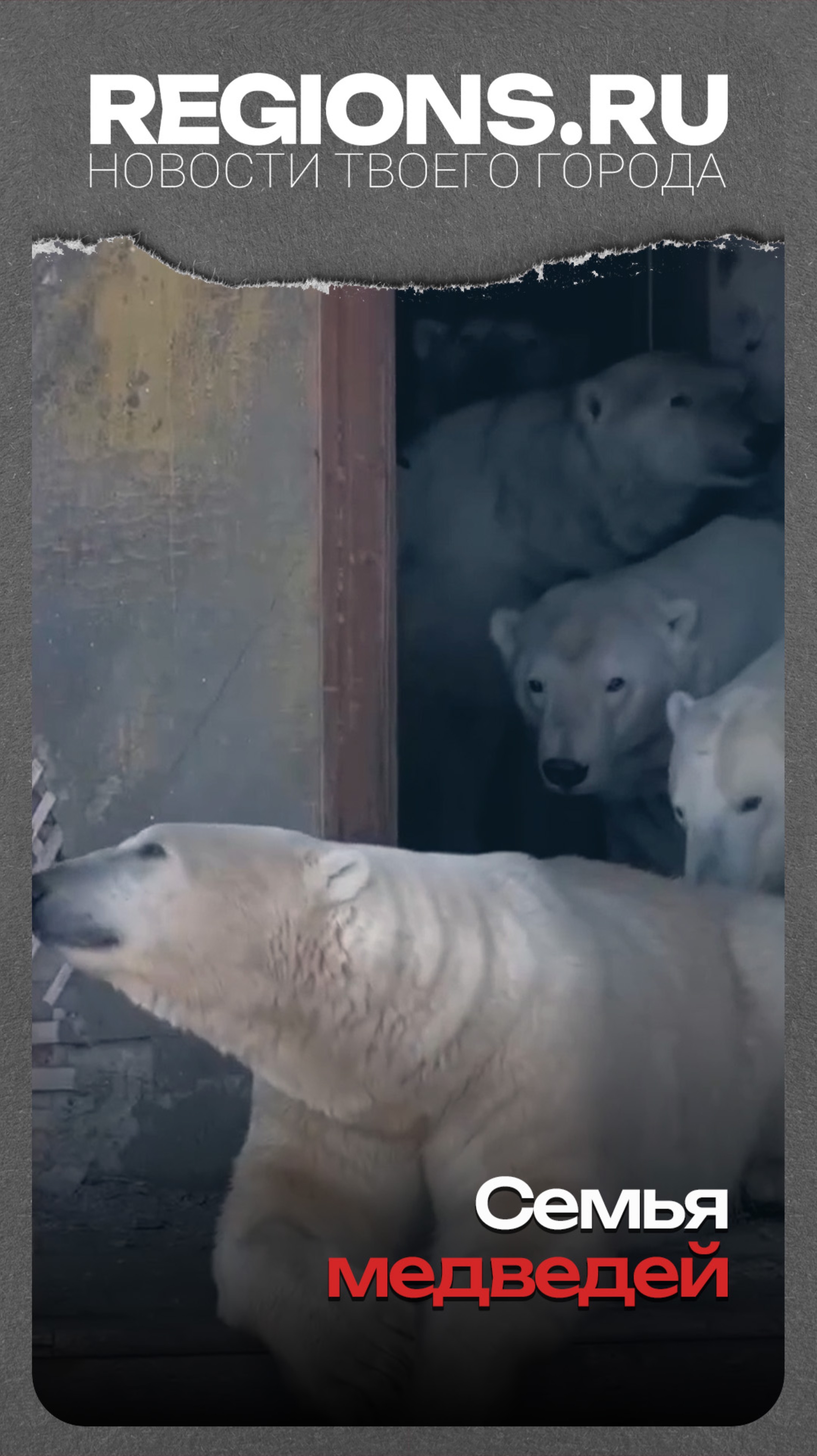 Семья медведеи