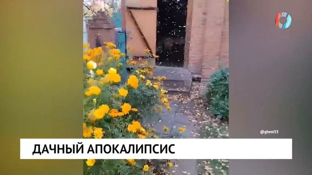 Дачный апокалипсис
