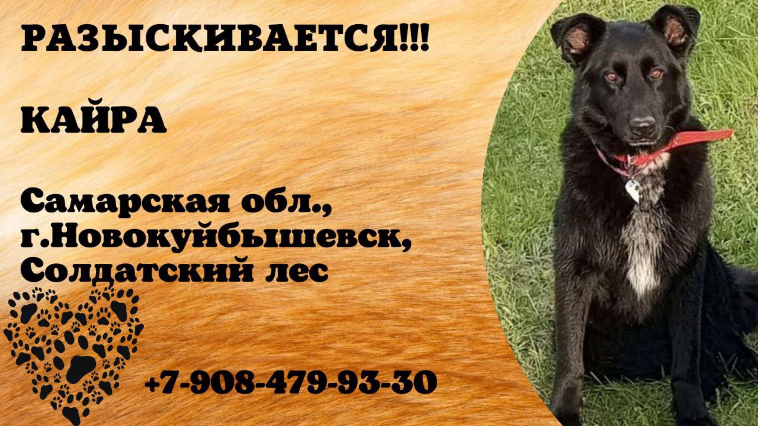 Пропала собака! КАЙРА. Самарская обл., г.Новокуйбышевск.